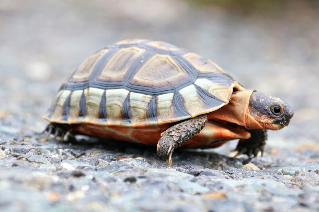 Angulate Tortoises