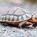 Angulate Tortoises - Photo (c) Nick Leggatt, some rights reserved (CC BY-NC), uploaded by Nick Leggatt