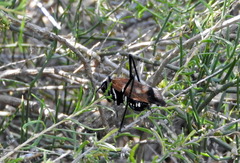 Scaphura elegans