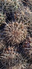 Mammillaria karwinskiana karwinskiana