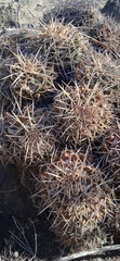 Mammillaria karwinskiana karwinskiana