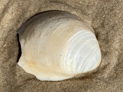 Laevicardium serratum