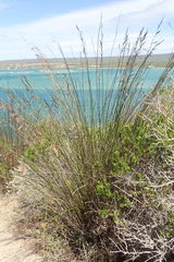 Thamnochortus insignis