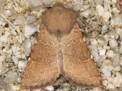 Orthosia ferrigera