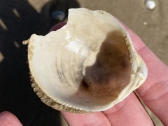 Laevicardium serratum