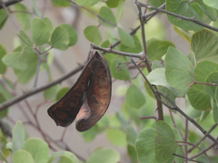 Senegalia crassifolia
