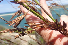 Thamnochortus insignis