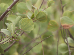 Senegalia crassifolia