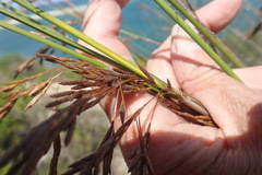 Thamnochortus insignis