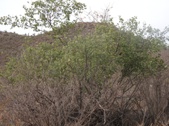 Senegalia crassifolia