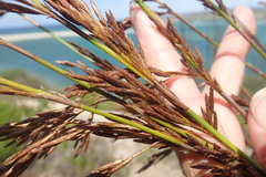 Thamnochortus insignis