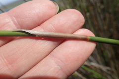 Thamnochortus insignis