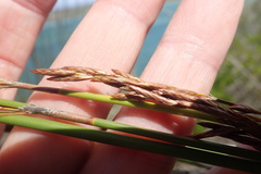 Thamnochortus insignis