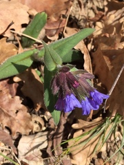 Pulmonaria australis