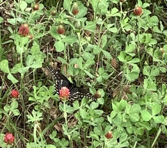 Papilio polyxenes