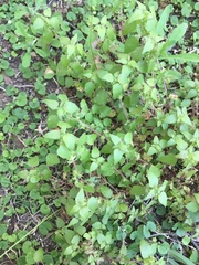 Parietaria floridana