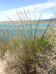 Thamnochortus insignis