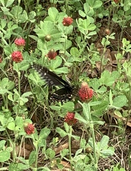 Papilio polyxenes