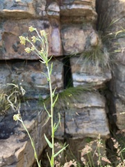 Helichrysum melanacme
