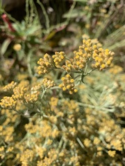 Helichrysum melanacme