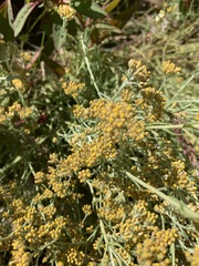 Helichrysum melanacme