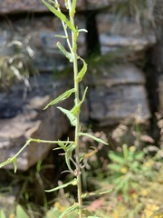 Helichrysum melanacme