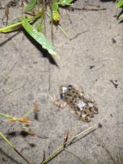 Hylambates maculatus