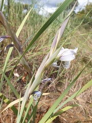 Gladiolus rehmannii