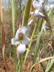 Gladiolus rehmannii