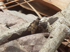 Rhagio dichromaticus