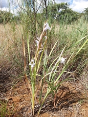 Gladiolus rehmannii