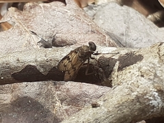 Rhagio dichromaticus