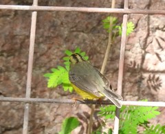 Basileuterus culicivorus