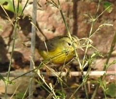 Basileuterus culicivorus