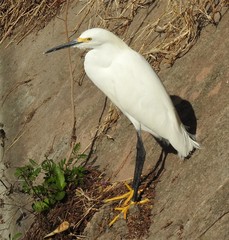 Egretta thula