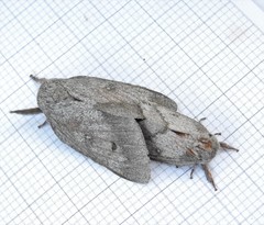 Syssphinx heiligbrodti