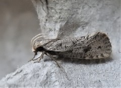 Acrolophus mortipennella