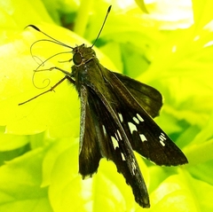 Hesperiinae