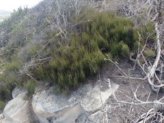 Elegia microcarpa