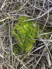 Dicranum condensatum