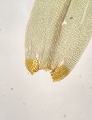 Dicranum condensatum