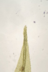 Dicranum condensatum