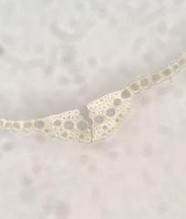 Dicranum condensatum