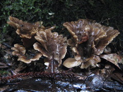 Rhizocybe