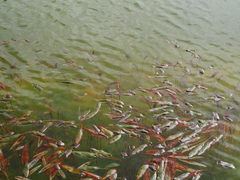 Potamogeton polygonifolius