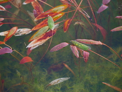 Potamogeton polygonifolius
