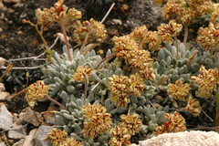 Eriogonum gilmanii