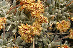 Eriogonum gilmanii