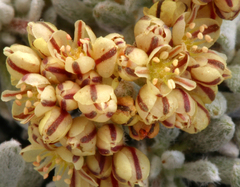Eriogonum gilmanii