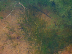 Zannichellia palustris